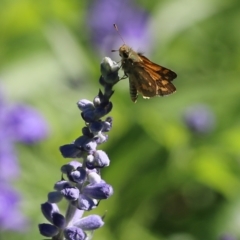 Ocybadistes walkeri (Green Grass-dart) at Albury - 18 Feb 2022 by KylieWaldon