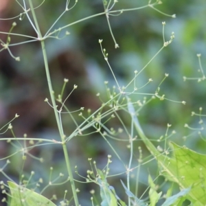 Alisma plantago-aquatica at Bandiana, VIC - 19 Feb 2022