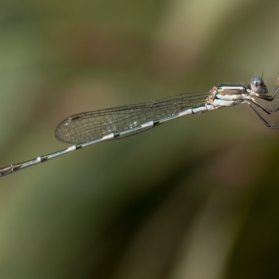 Austrolestes leda (Wandering Ringtail) at Penrose - 15 Feb 2022 by Aussiegall