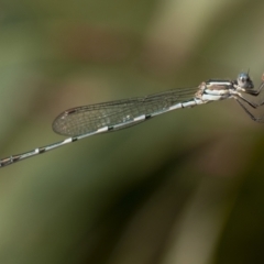 Unidentified Damselfly (Zygoptera) (TBC) at Penrose, NSW - 15 Feb 2022 by Aussiegall