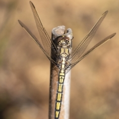 Orthetrum caledonicum (Blue Skimmer) at Penrose - 15 Feb 2022 by Aussiegall