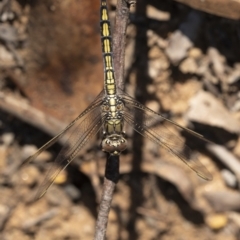 Orthetrum caledonicum at Penrose, NSW - 15 Feb 2022 04:34 PM