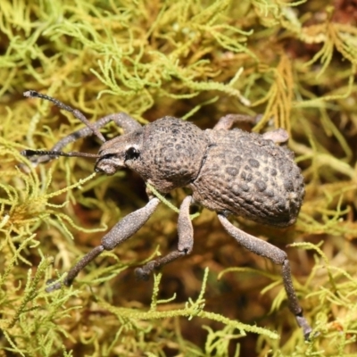 Psapharus infaustus (A weevil) at Tidbinbilla Nature Reserve - 8 Feb 2022 by TimL