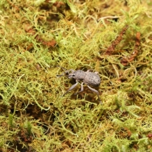 Psapharus infaustus at Paddys River, ACT - 8 Feb 2022 11:15 AM