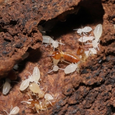 Nasutitermes sp. (genus) (Snouted termite, Gluegun termite) at Paddys River, ACT - 8 Feb 2022 by TimL