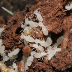 Nasutitermes sp. (genus) at Paddys River, ACT - 8 Feb 2022