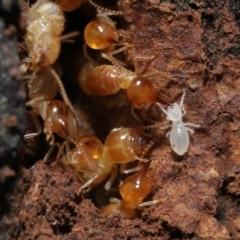 Nasutitermes sp. (genus) at Paddys River, ACT - 8 Feb 2022