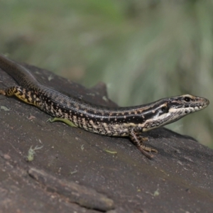 Eulamprus heatwolei at Paddys River, ACT - 8 Feb 2022 12:18 PM