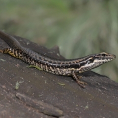 Eulamprus heatwolei (Yellow-bellied Water Skink) at Paddys River, ACT - 8 Feb 2022 by TimL