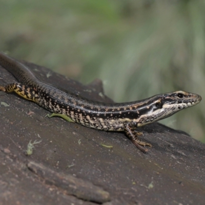 Eulamprus heatwolei (Yellow-bellied Water Skink) at Tidbinbilla Nature Reserve - 8 Feb 2022 by TimL