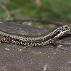 Eulamprus heatwolei at Paddys River, ACT - 8 Feb 2022 12:18 PM