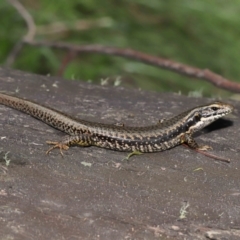 Eulamprus heatwolei at Paddys River, ACT - 8 Feb 2022 12:18 PM