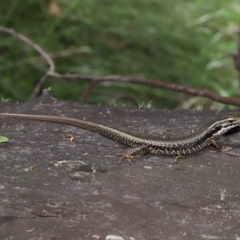 Eulamprus heatwolei at Paddys River, ACT - 8 Feb 2022