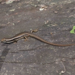 Eulamprus heatwolei at Paddys River, ACT - 8 Feb 2022