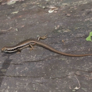 Eulamprus heatwolei at Paddys River, ACT - 8 Feb 2022 12:18 PM