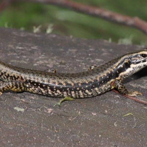 Acari (informal subclass) at Paddys River, ACT - 8 Feb 2022