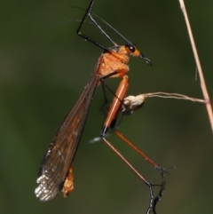 Harpobittacus australis (Hangingfly) at Paddys River, ACT - 8 Feb 2022 by TimL