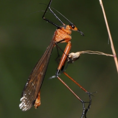 Harpobittacus australis (Hangingfly) at Tidbinbilla Nature Reserve - 7 Feb 2022 by TimL