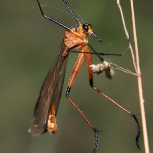 Harpobittacus australis at Paddys River, ACT - 8 Feb 2022 10:37 AM