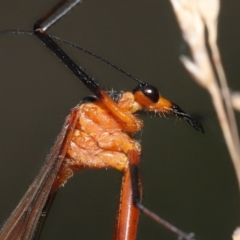 Harpobittacus australis at Paddys River, ACT - 8 Feb 2022 10:37 AM