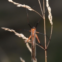 Harpobittacus australis at Paddys River, ACT - 8 Feb 2022