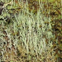 Cladonia sp. (genus) (Cup Lichen) at Tidbinbilla Nature Reserve - 1 Feb 2022 by TimL