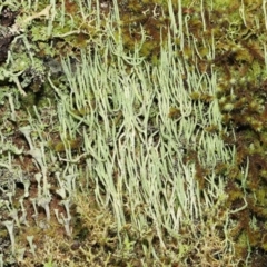 Cladonia sp. (Cup Lichen) at Paddys River, ACT - 1 Feb 2022 by TimL