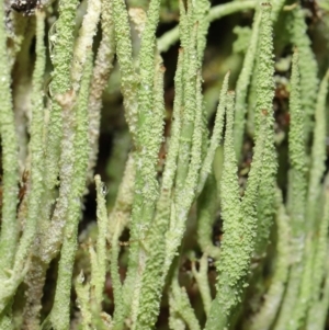 Cladonia sp. (genus) at Paddys River, ACT - 1 Feb 2022