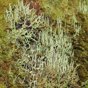 Cladonia sp. (genus) at Paddys River, ACT - 1 Feb 2022