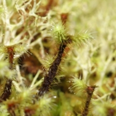 Bartramiaceae at Paddys River, ACT - 1 Feb 2022