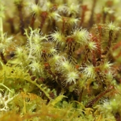 Bartramiaceae at Paddys River, ACT - 1 Feb 2022