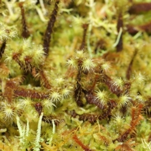 Bartramiaceae at Paddys River, ACT - 1 Feb 2022