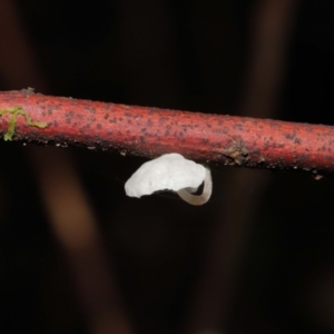 mycenoid at Paddys River, ACT - 1 Feb 2022 12:32 PM