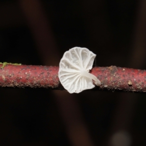 mycenoid at Paddys River, ACT - 1 Feb 2022 12:32 PM