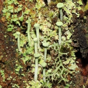 Cladonia sp. (genus) at Paddys River, ACT - 1 Feb 2022 12:27 PM