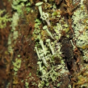 Cladonia sp. (genus) at Paddys River, ACT - 1 Feb 2022 12:27 PM