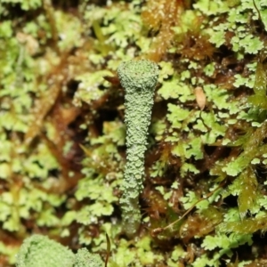 Cladonia sp. (genus) at Paddys River, ACT - 1 Feb 2022