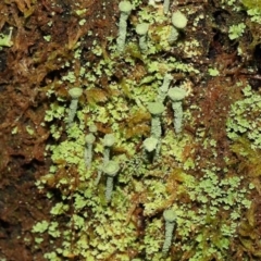 Cladonia sp. (genus) at Paddys River, ACT - 1 Feb 2022 12:27 PM