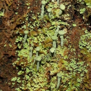 Cladonia sp. (genus) at Paddys River, ACT - 1 Feb 2022 12:27 PM