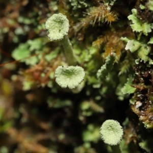 Cladonia sp. (genus) at Paddys River, ACT - 1 Feb 2022 12:27 PM