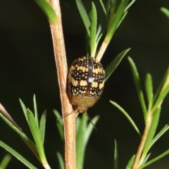 Paropsis pictipennis (Tea-tree button beetle) at Paddys River, ACT - 31 Jan 2022 by TimL