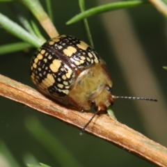 Paropsis pictipennis at Paddys River, ACT - 1 Feb 2022 10:56 AM