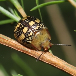 Paropsis pictipennis at Paddys River, ACT - 1 Feb 2022 10:56 AM