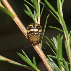 Paropsis pictipennis at Paddys River, ACT - 1 Feb 2022 10:56 AM