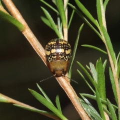 Paropsis pictipennis at Paddys River, ACT - 1 Feb 2022