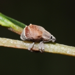 Iptergonus cionoides (A weevil) at Paddys River, ACT - 1 Feb 2022 by TimL