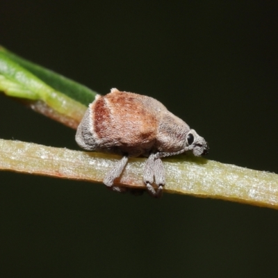 Iptergonus cionoides (A weevil) at Paddys River, ACT - 31 Jan 2022 by TimL