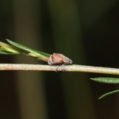 Iptergonus cionoides at Paddys River, ACT - 1 Feb 2022 10:56 AM