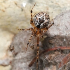 Cryptachaea veruculata (Diamondback comb-footed spider) at Paddys River, ACT - 1 Feb 2022 by TimL