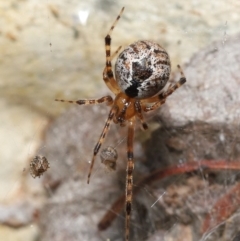 Cryptachaea veruculata (Diamondback comb-footed spider) at Paddys River, ACT - 31 Jan 2022 by TimL